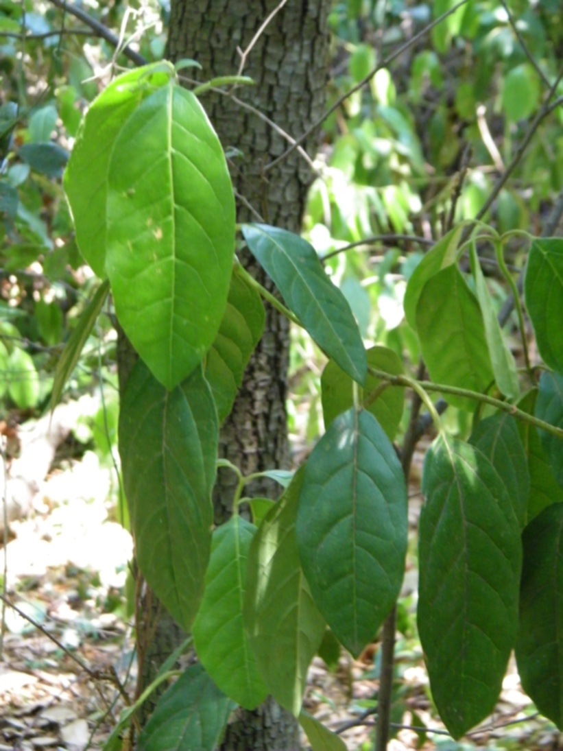 viburno in una lecceta - Viburnum tinus